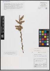 Foto von Salix caprea L.